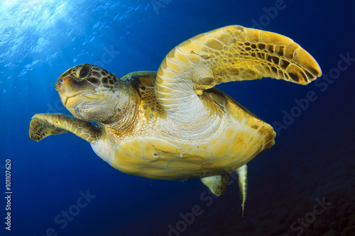 Green Turtle in the blue