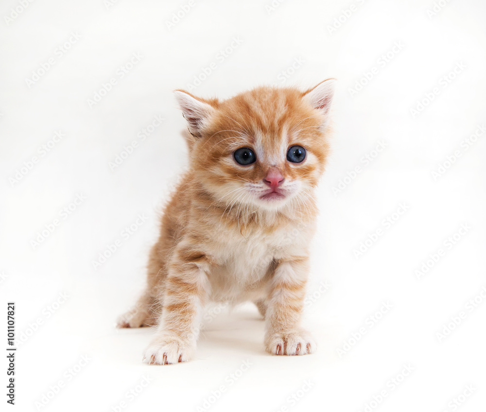 Fototapeta premium ginger kitten