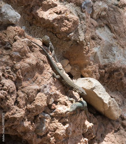 Dragonera lizards Podarcis lilfordi