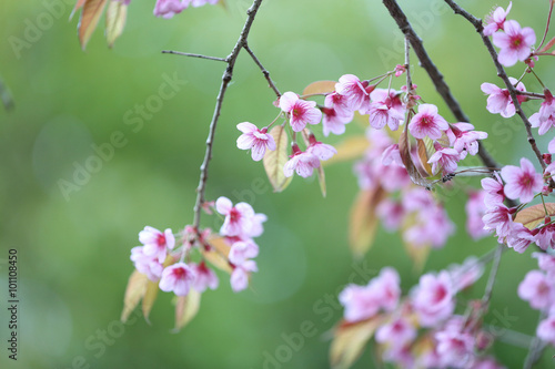 Cherry blossom   pink sakura flower