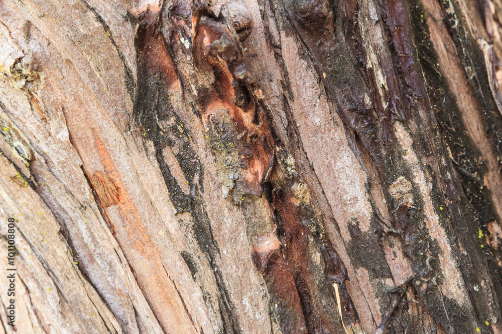 Old Wood Tree Texture Old Wood Tree Texture