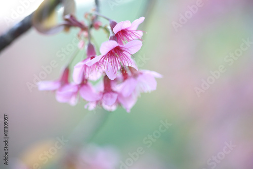 Cherry blossom   pink sakura flower
