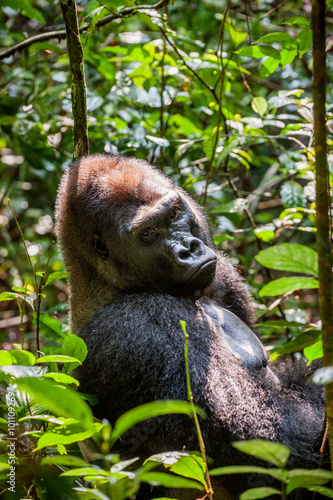 Photo Portrait of a western lowland gorilla (Gorilla gorilla gorilla) close up at a short distance