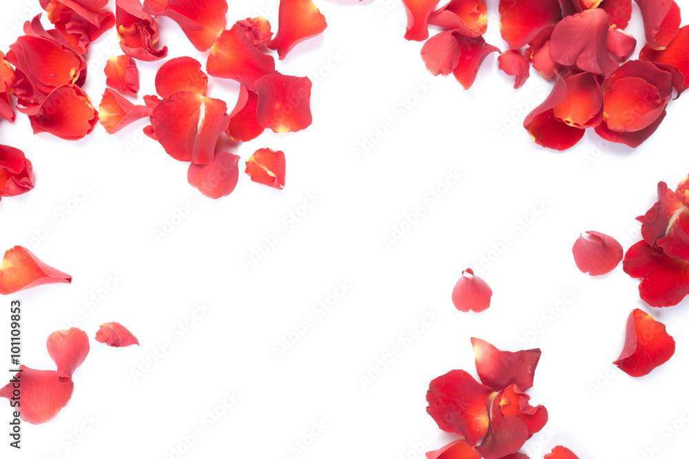Red rose petals Red rose petals