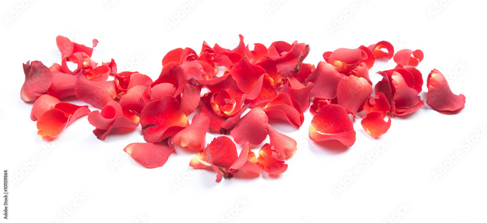Red rose petals Red rose petals