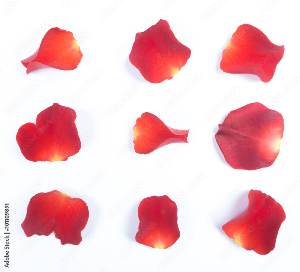 Red rose petals Red rose petals