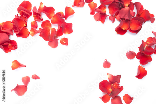 Red rose petals