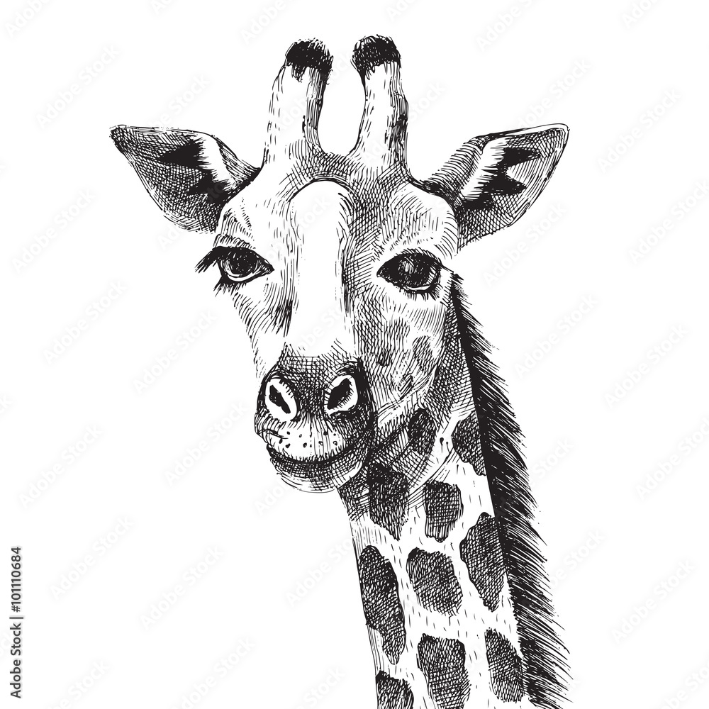 Fototapeta premium Hand drawn giraffe portrait