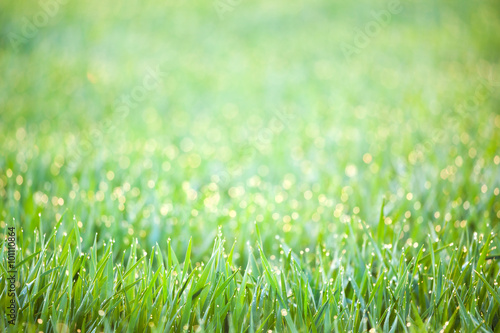 Green Spring Grass with drops of dew - defocused bokeh