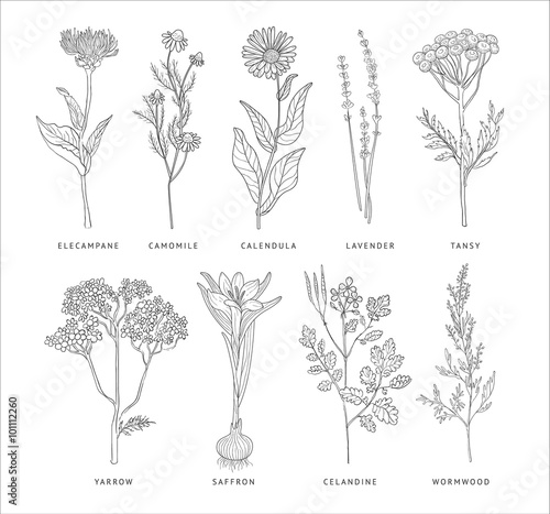 Medical Herbs Vector Set. Hannddrawn Style