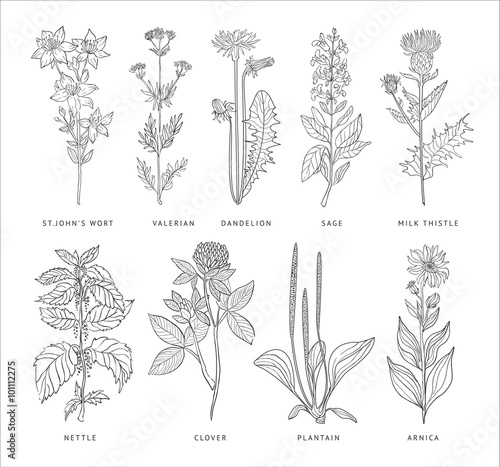 Medical Herbs Vector Set. Hannddrawn Style