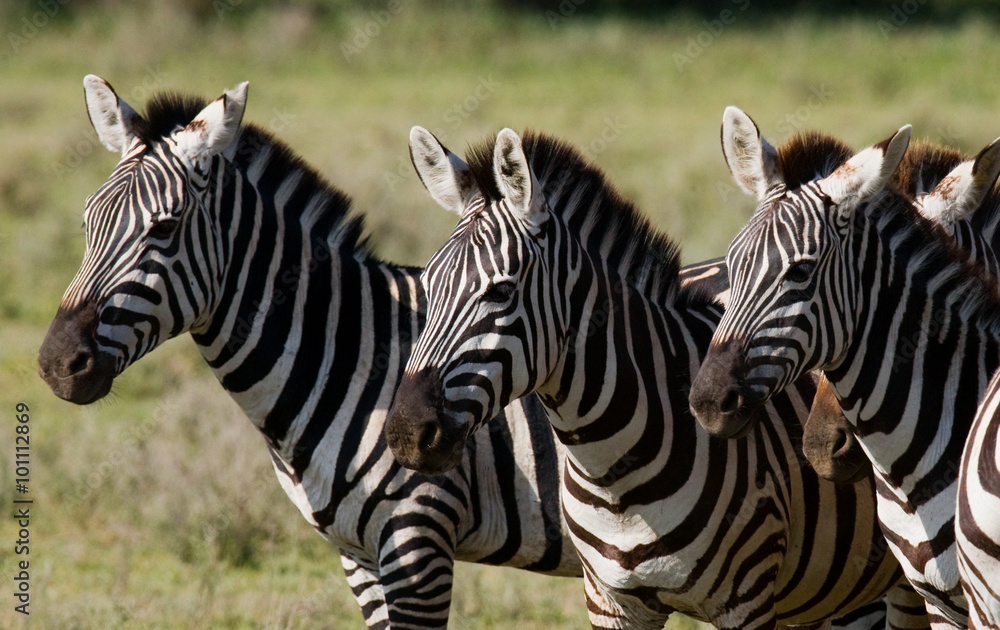 Three zebras stand together. Kenya. Tanzania. National Park. Serengeti. Maasai Mara. An excellent illustration. Three zebras stand together. Kenya. Tanzania. National Park. Serengeti. Maasai Mara. An excellent illustration.