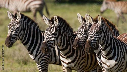 Fototapeta Naklejka Na Ścianę i Meble -  Group of zebras in the savannah. Kenya. Tanzania. National Park. Serengeti. Maasai Mara. An excellent illustration.
