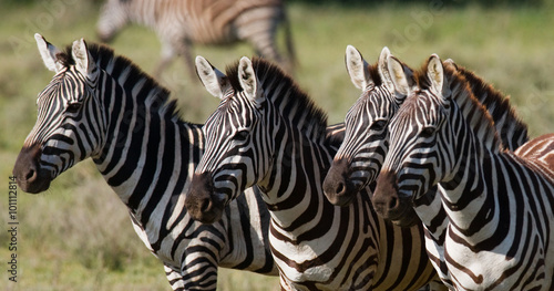 Group of zebras in the savannah. Kenya. Tanzania. National Park. Serengeti. Maasai Mara. An excellent illustration.