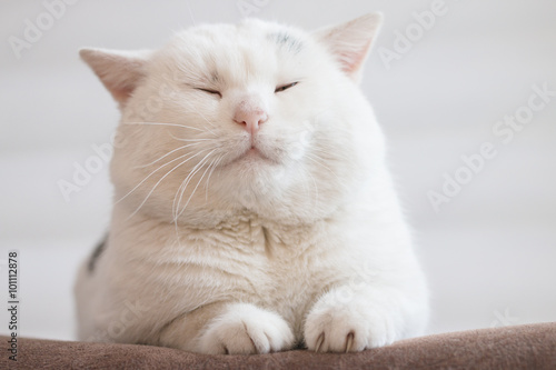 white fat cat sitting