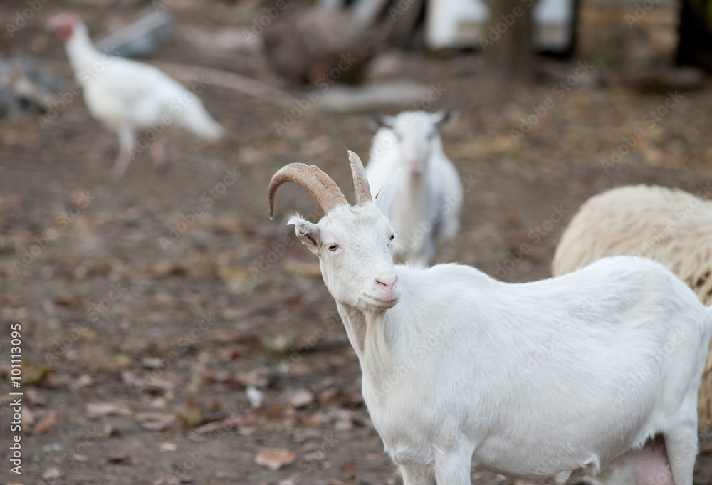 Saanen goat on the farm Saanen goat on the farm