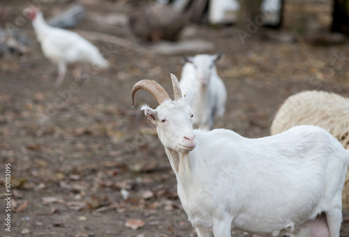 Saanen goat on the farm