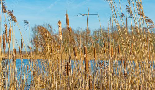 The shore of a lake in sunlight in winter