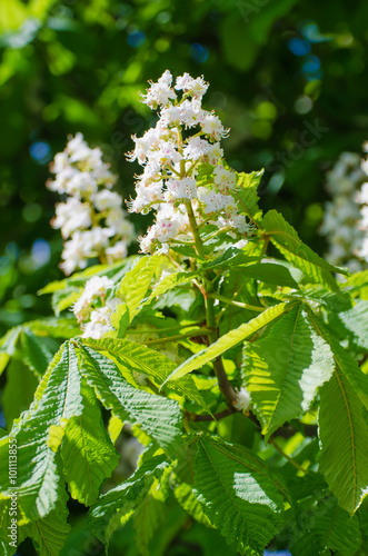 Chestnut tree with blossoming spring flowers, seasonal floral background