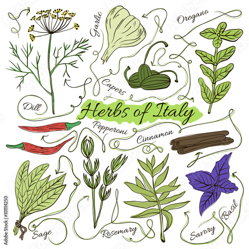 Colorful insulated set of local hand drawn herbs and spices dishes of the world on white background. The indicating arrows. Italy. Vector 