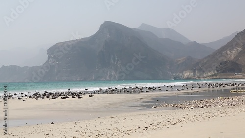 the mountain and sea seagull full  in oman coastline of salalah 
 photo