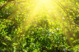 Sunny young green spring  leaves, natural eco background