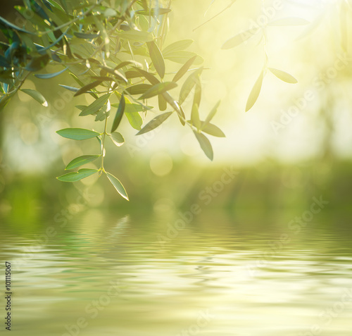 Olive tree with leaves, natural sunny agricultural food  background with water reflection