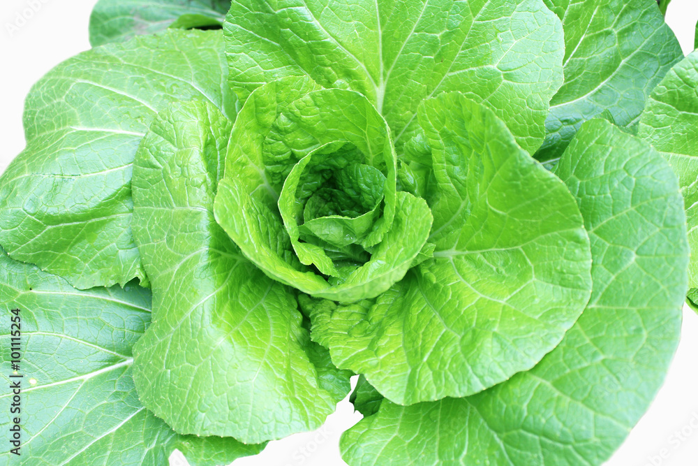 fresh green cabbage on a white background fresh green cabbage on a white background