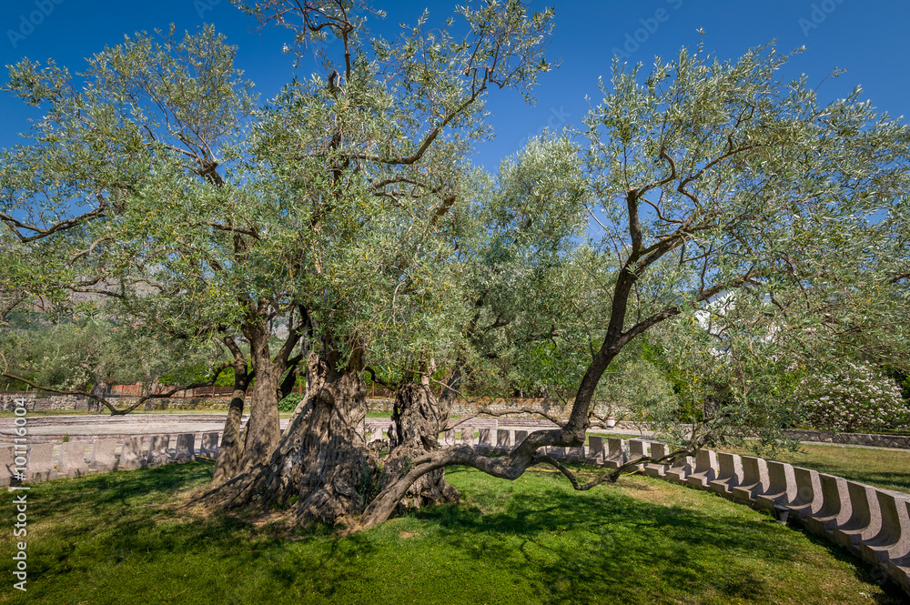Two thousand years old olive tree