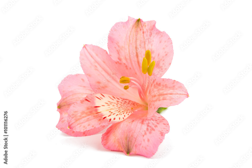 Alstroemeria Alstroemeria
