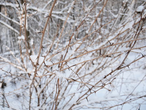 Заснеженный зимний куст боярышника.