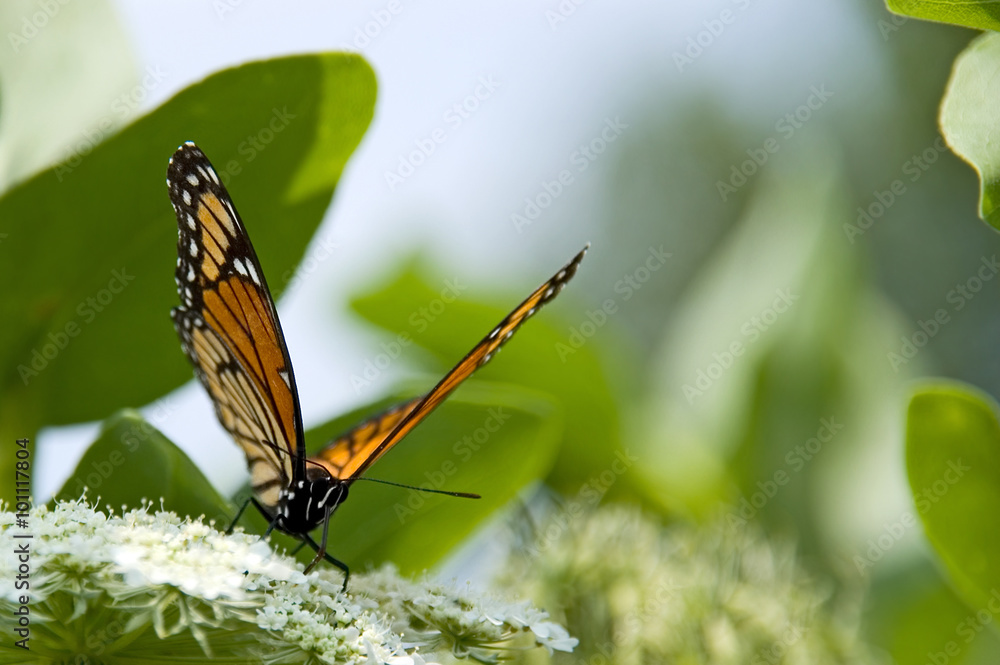 Butterfly on Queen Anne's Lace Flowers