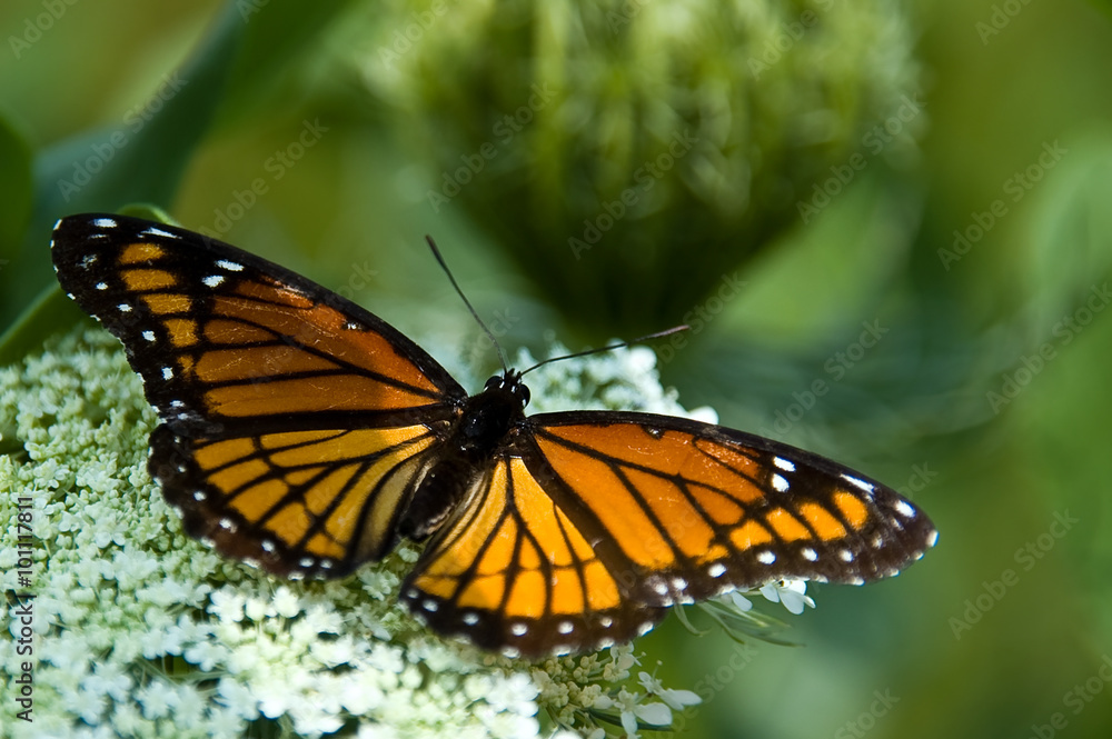Monarch Butterfly on Queen Anne's Lace Flowers Monarch Butterfly on Queen Anne's Lace Flowers