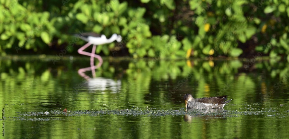 Feeding juvenile common moorhen.The common moorhen (Gallinula chloropus) (also known as the swamp chicken) is a bird species in the family Rallidae Feeding juvenile common moorhen.The common moorhen (Gallinula chloropus) (also known as the swamp chicken) is a bird species in the family Rallidae