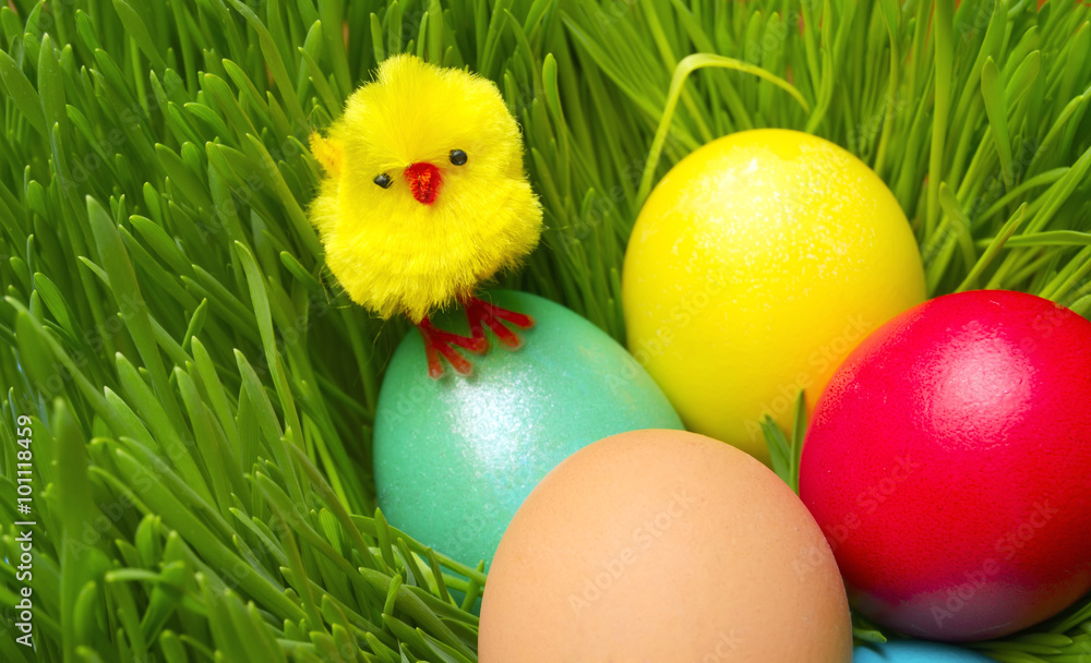 Fototapeta premium Easter chick on colored eggs