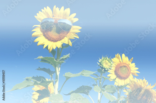 sunflower insert sunglasses and blue sky background