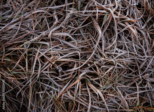 Обледеневшая трава с искрящимися снежными кристалами. Текстура зимнего газона.