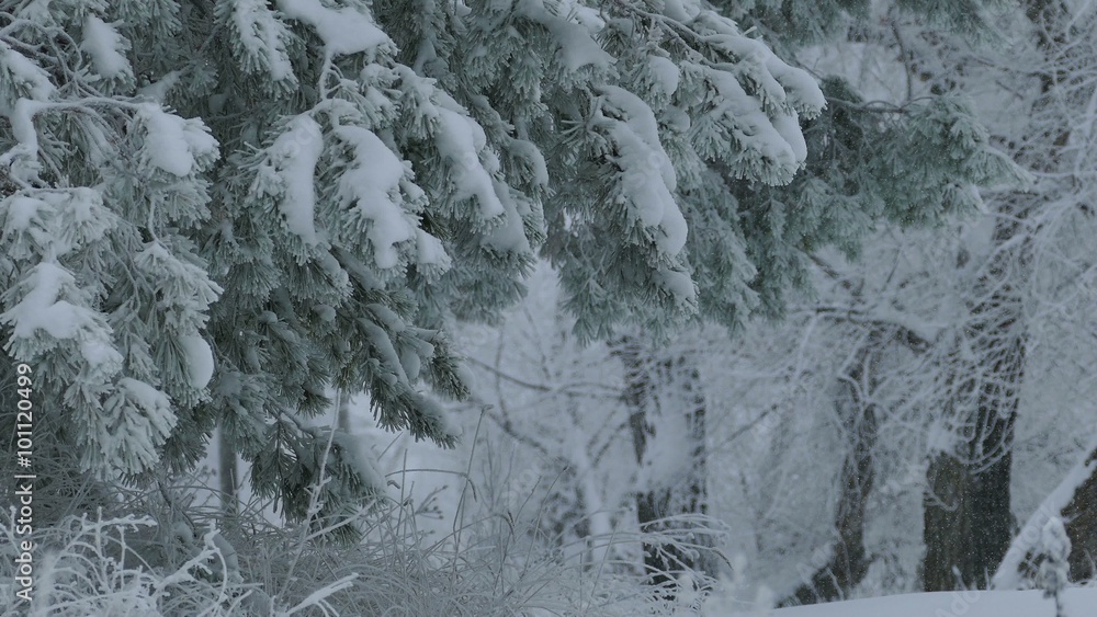 fir trees branch in snow wild forest Christmas winter snowing fir trees branch in snow wild forest Christmas winter snowing