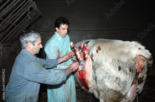 La césarienne chez la vache est une opération chirurgicale qui consiste à faire naitre le veau autrement que par le passage des voies naturelles de la mère.