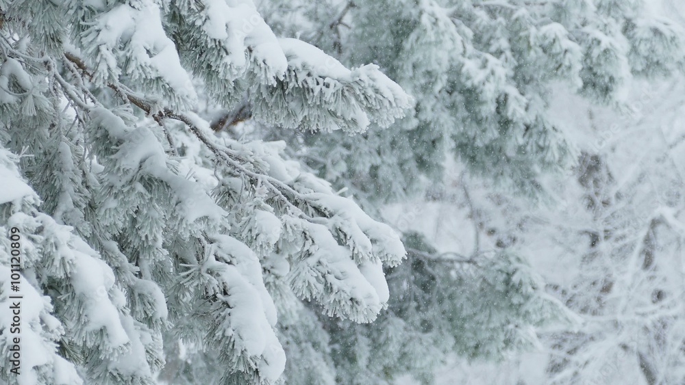 fir trees in snow wild forest Christmas winter branch snowing fir trees in snow wild forest Christmas winter branch snowing