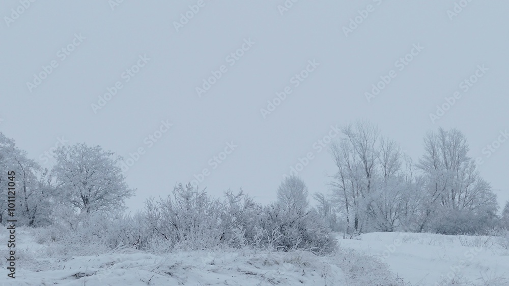 forest nature beautiful of trees the snow winter christmas forest nature beautiful of trees the snow winter christmas