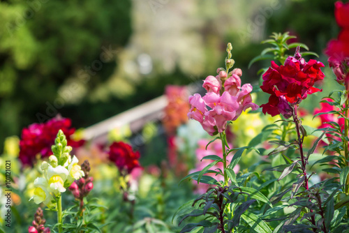 Fotografi Pink, red and yellow balsam flower in the garden