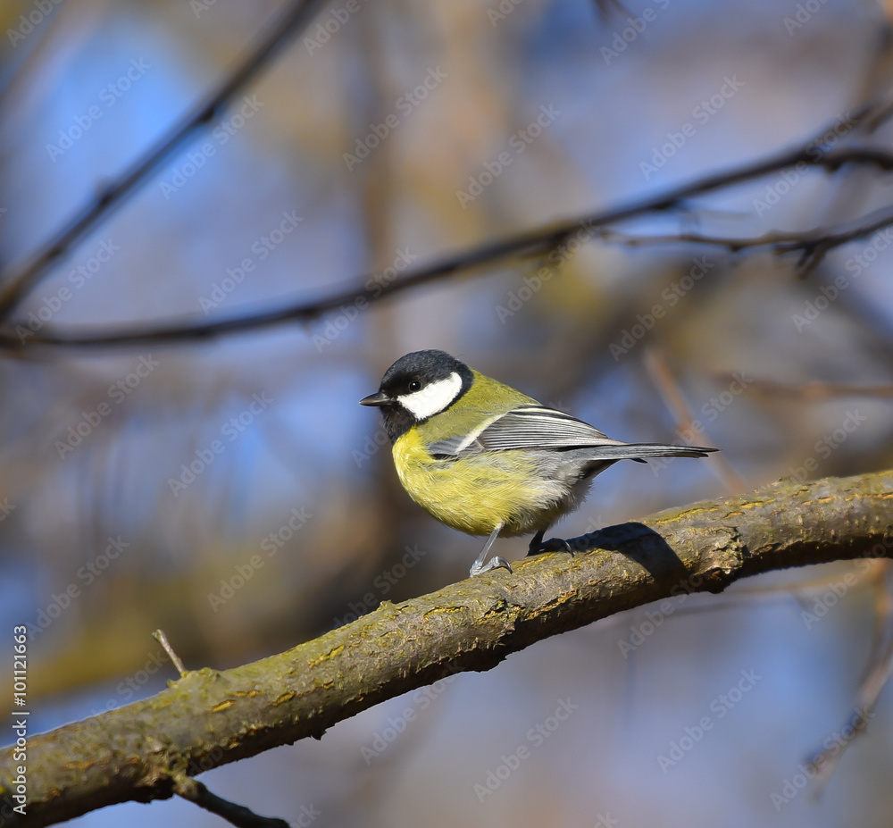 Naklejka premium Cinciallegra sul ramo in mezzo al bosco