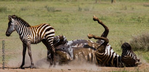 Zebra lying a dust. Kenya. Tanzania. National Park. Serengeti. Maasai Mara. An excellent illustration.