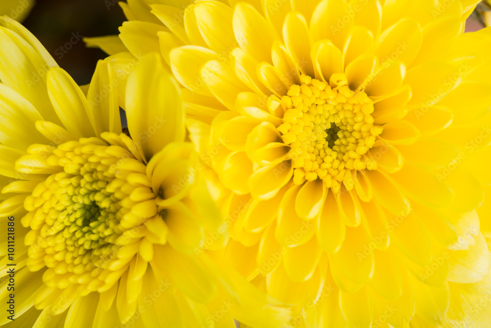 Bright yellow flowers bouquet Bright yellow flowers bouquet