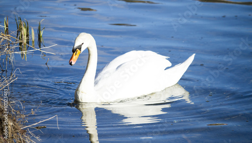 Swan on the river