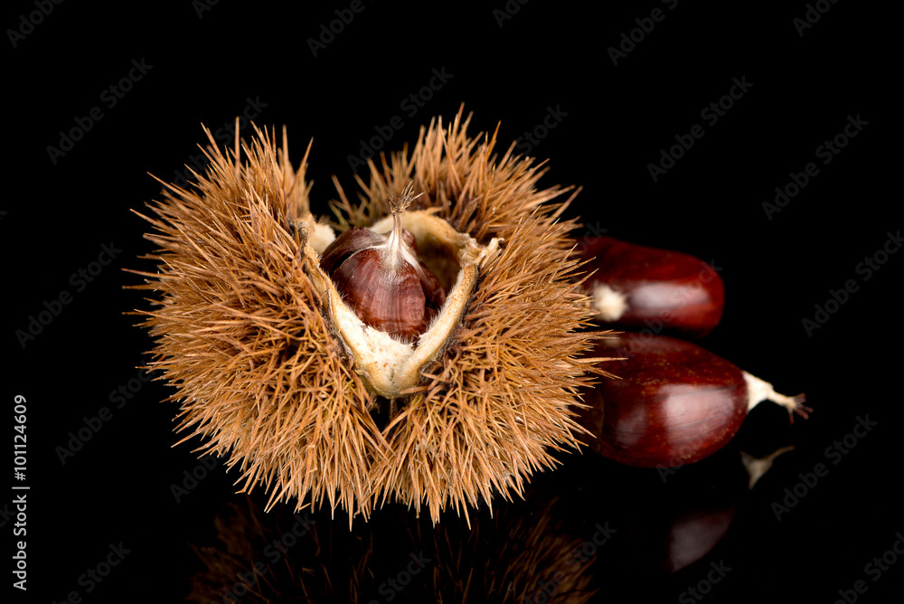 Closeup of chestnuts on a black reflective background. Closeup of chestnuts on a black reflective background.