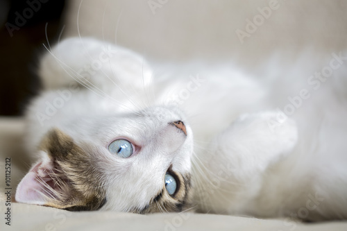 Kedi