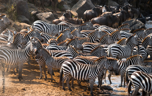 Big herd of zebras standing in front of the river. Kenya. Tanzania. National Park. Serengeti. Maasai Mara. An excellent illustration.