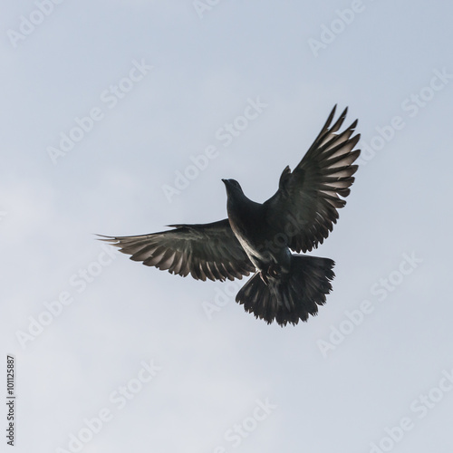Flight Of The Pigeon © bigemrg
